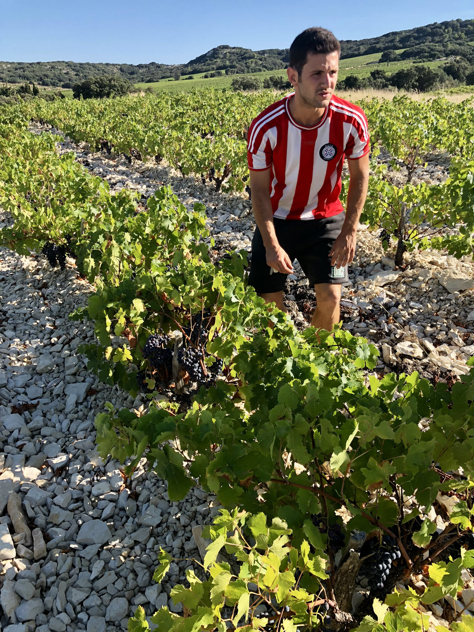 Thibault dans les vignes de l'Anglore, sur les galets roulés de Tavel, en 2018