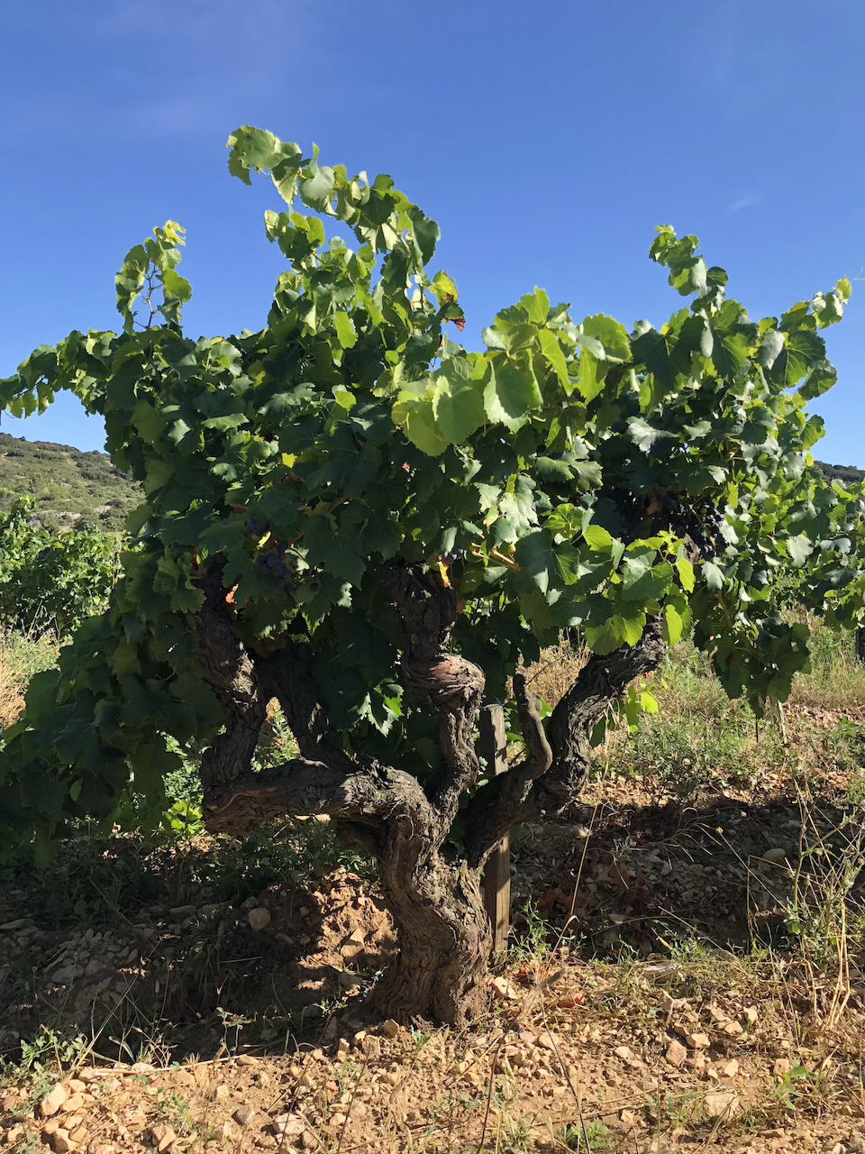Un vieux pied de vigne du domaine de l'Anglore, en gobelet