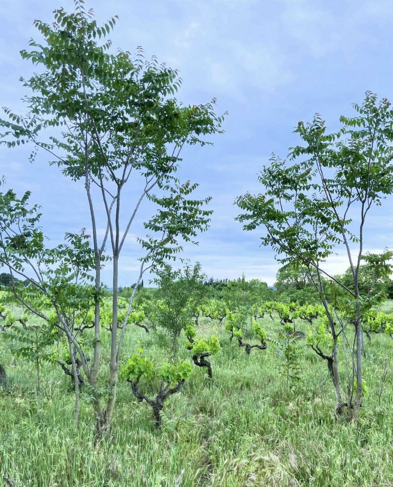 Jeunes arbres plantés au milieu des vieilles vignes du domaine des Frères Soulier