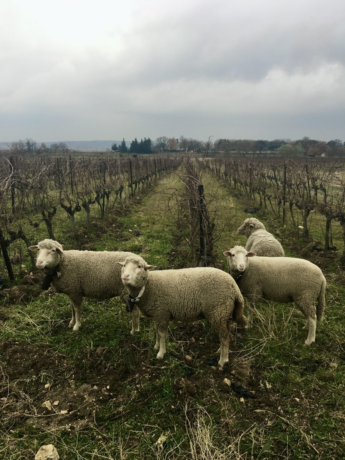 Le troupeau de brebis entretient l'herbe entre les rangs de vigne