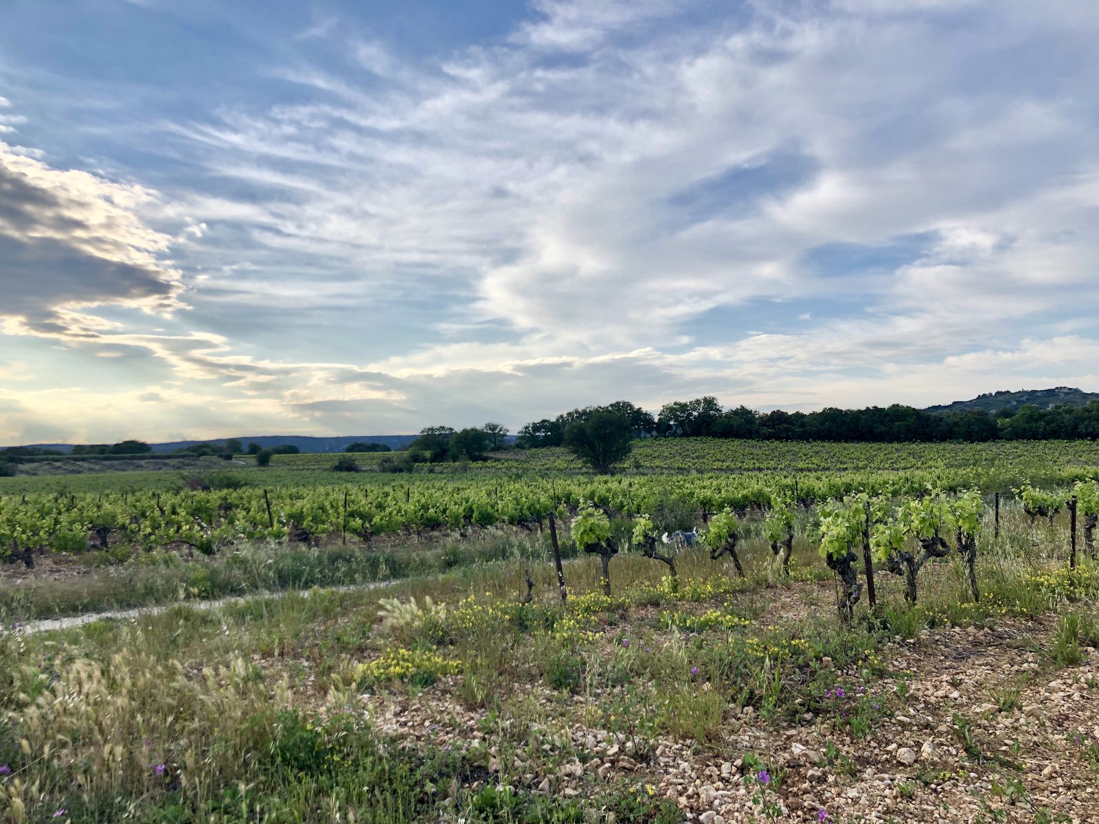 Vigne enherbée et fleurie au printemps chez les Frères Soulier