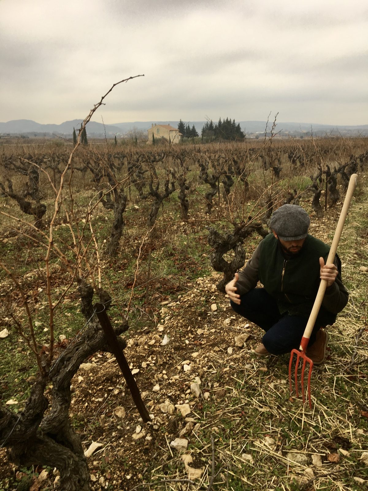 Charles Soulier dans les vieilles vignes du domaine à Saint-Hilaire-d'Ozilhan