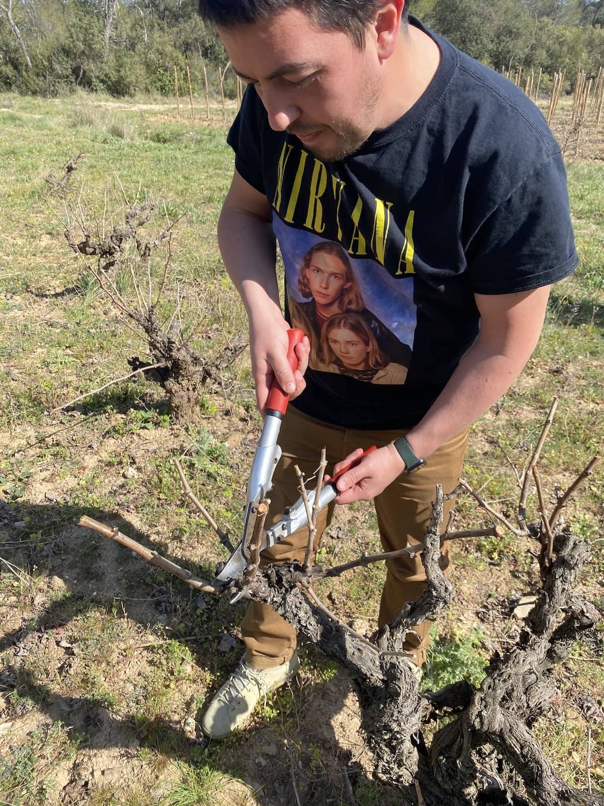 Apprentissage de la taille de la vigne au domaine Inebriati
