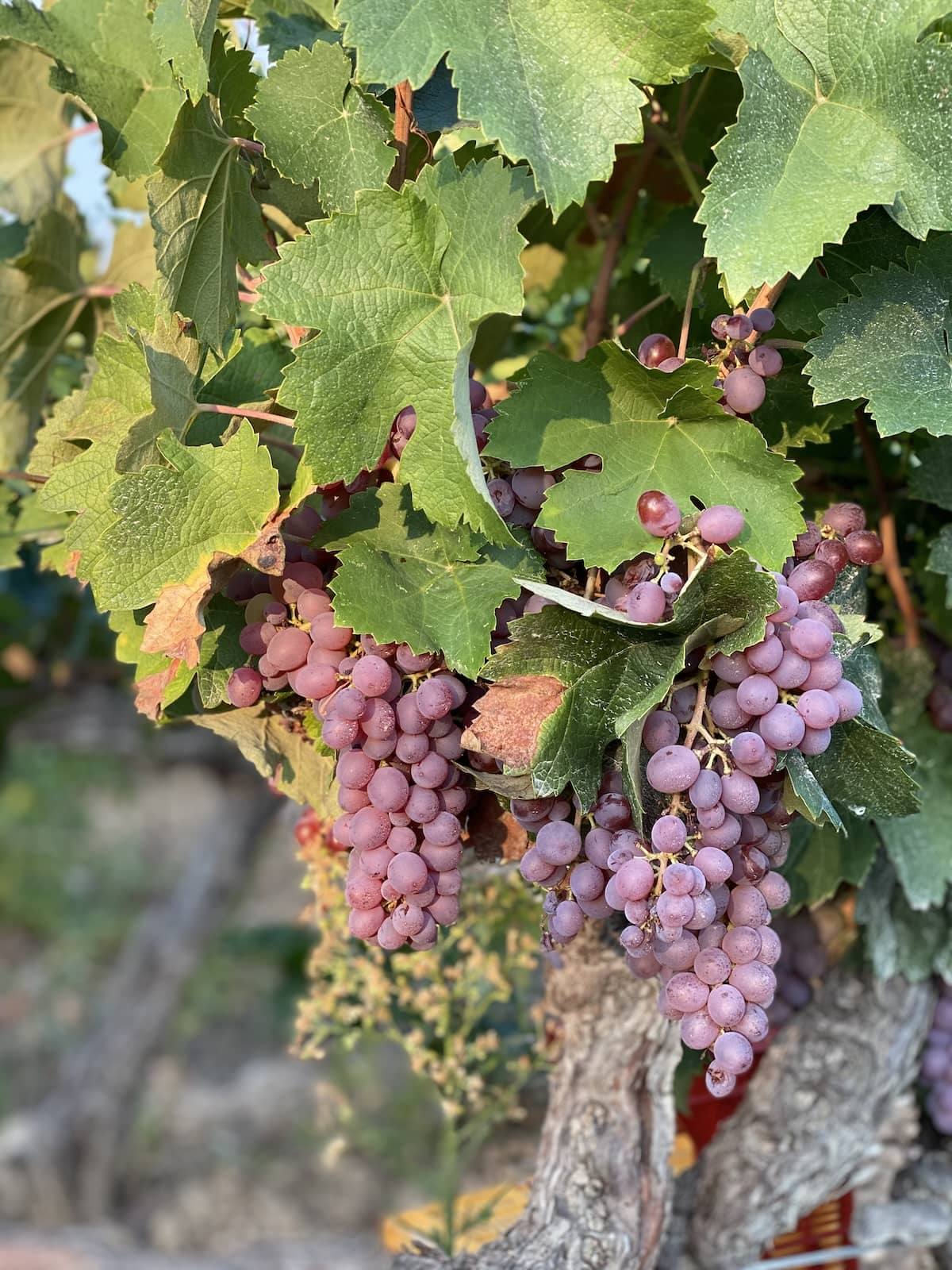 Grappes de clairette rose pendant les vendanges de la cuvée 2 et Deux