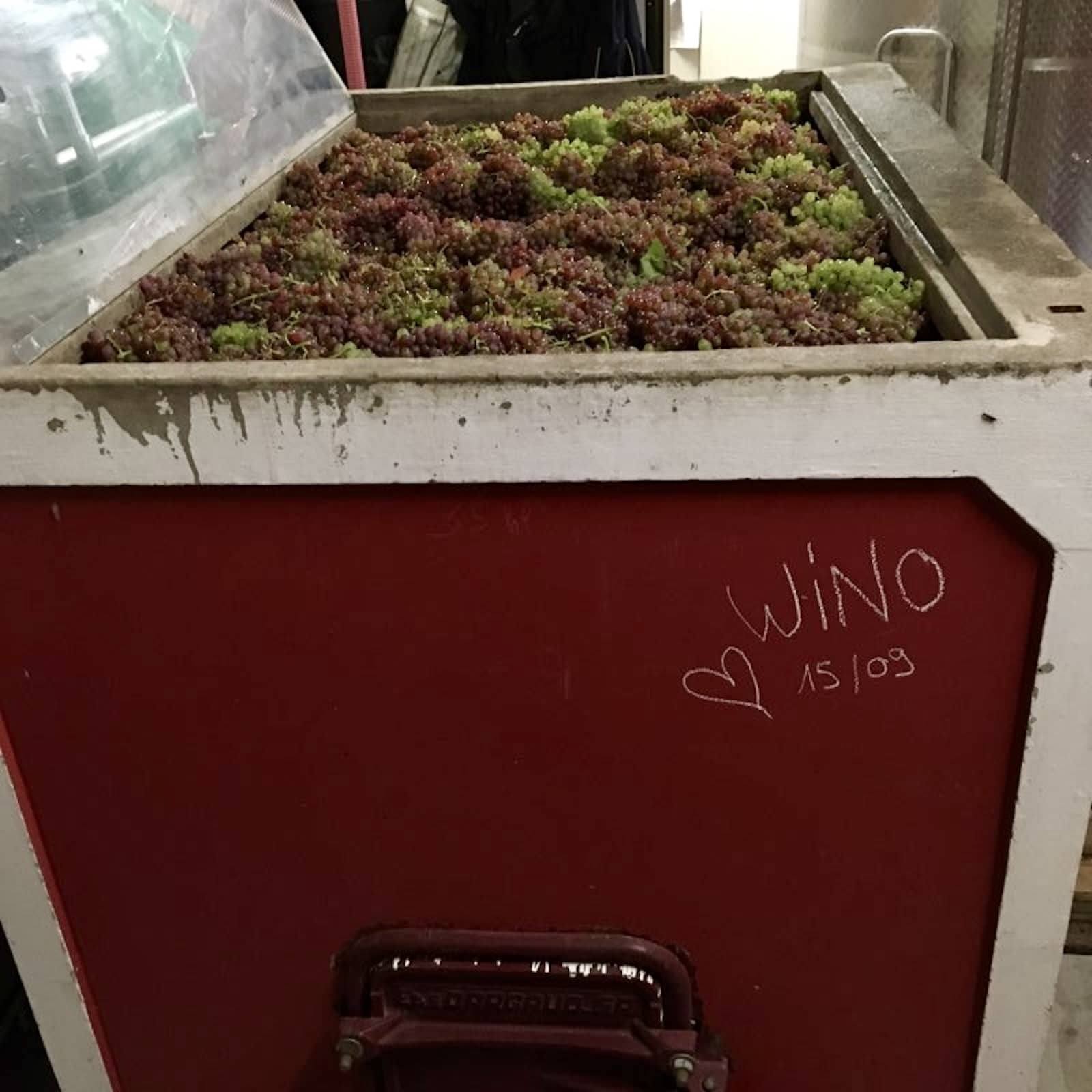 Raisin en cuvaison dans la cuve béton de la cuvée 2 et Deux