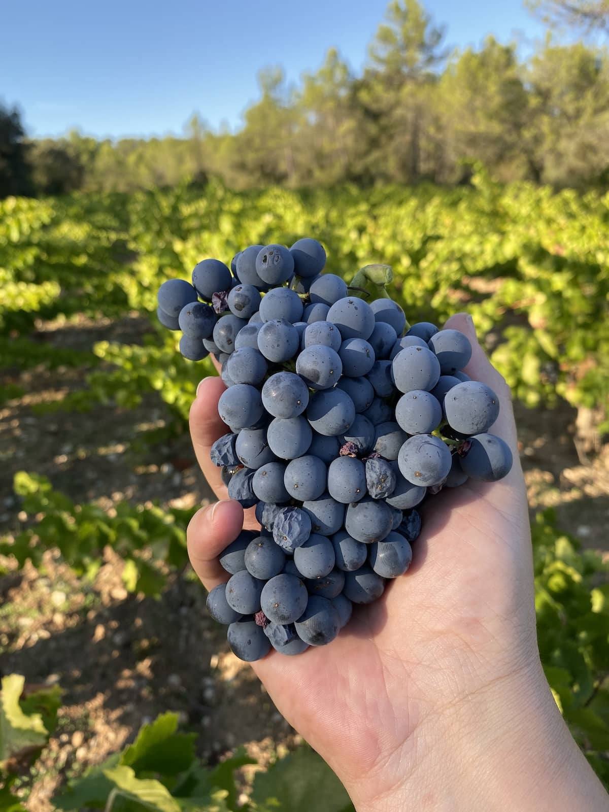 Grappe de grenache de la parcelle New York