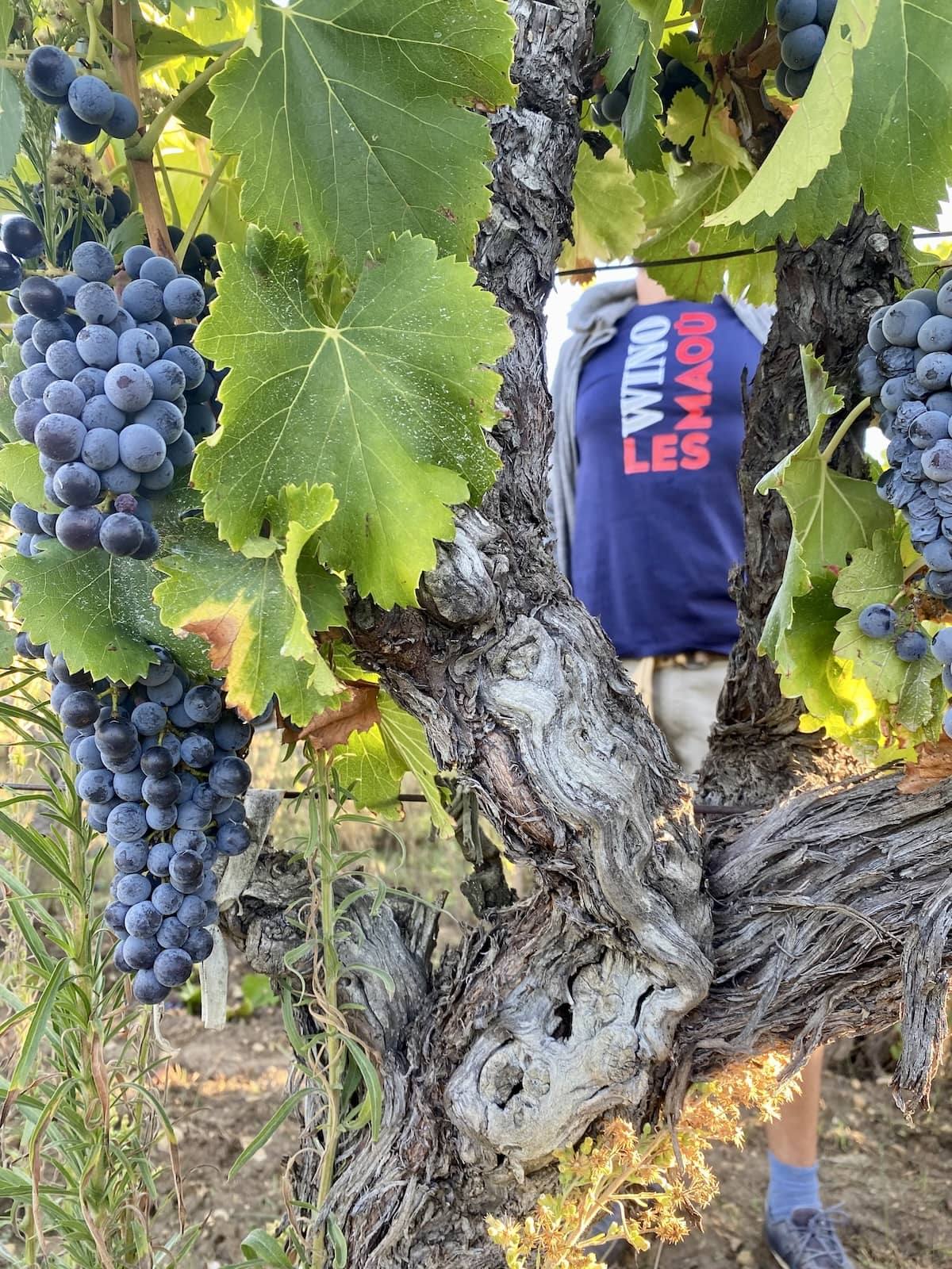 Grappes de grenache dans les vignes des Maoù