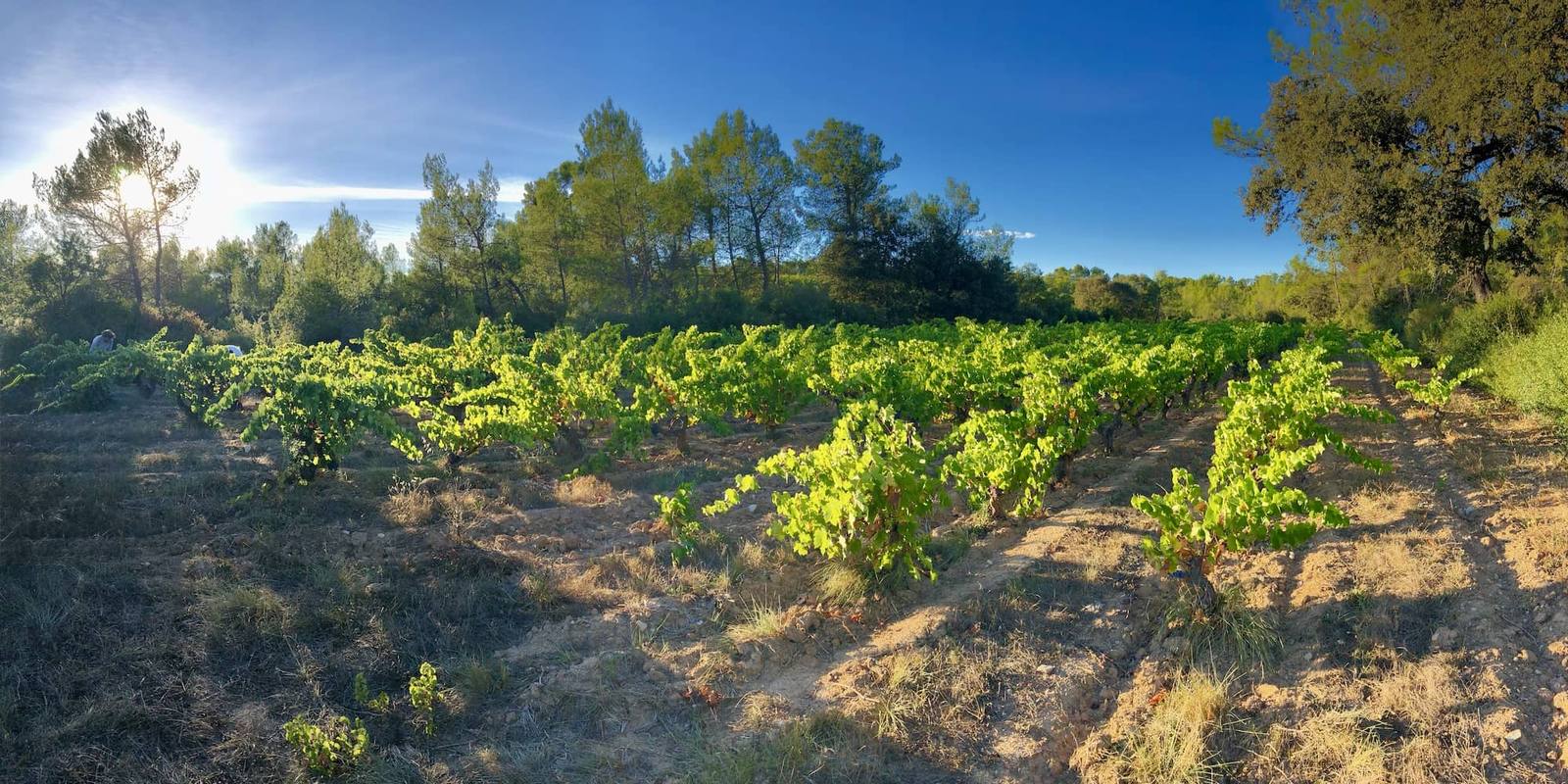 La parcelle New York, vieux grenaches plantés en gobelet dans les années 70