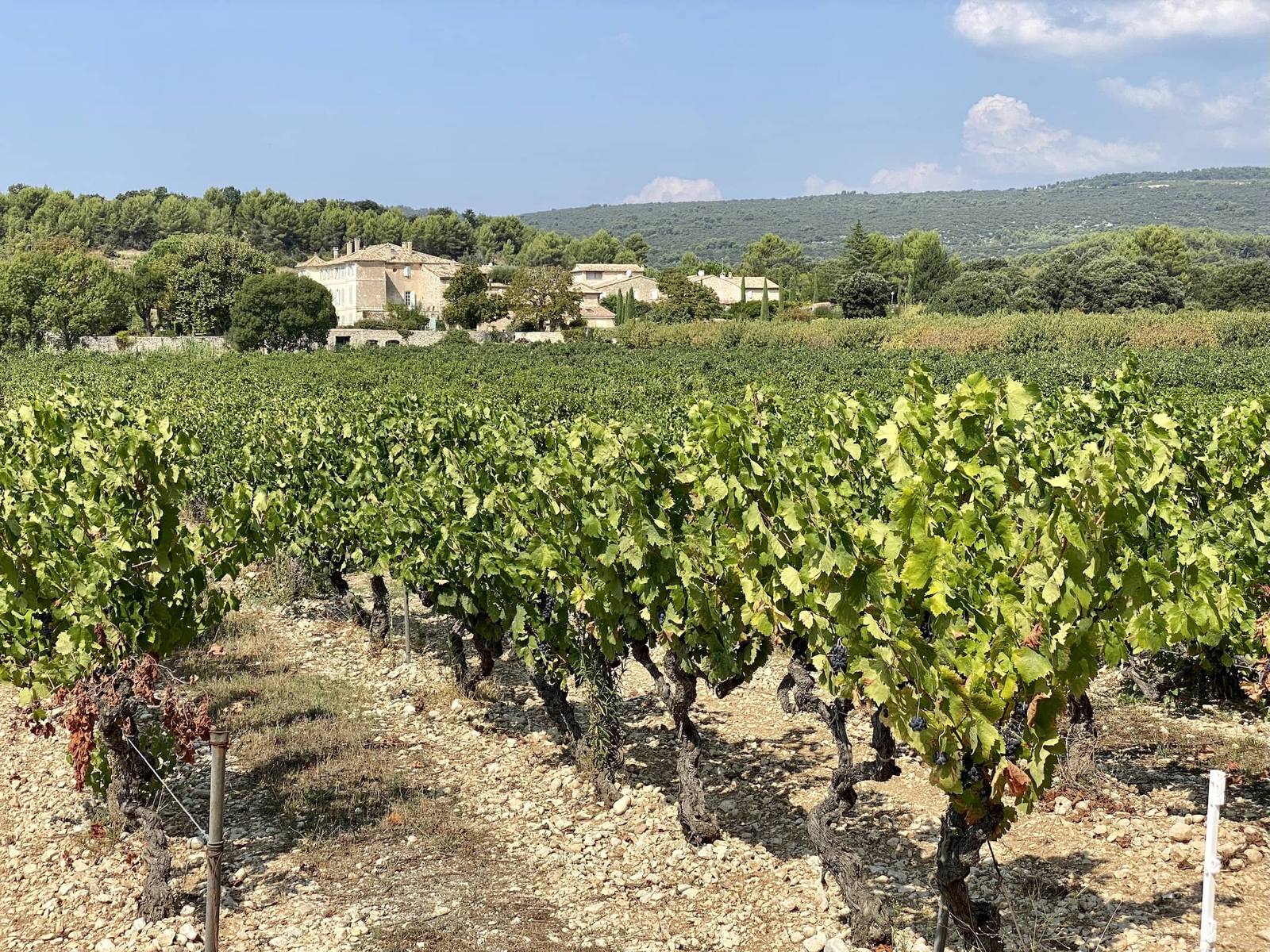 Parcelle de vignes du domaine Les Maoù à Saint-Pantaléon, dans le Luberon