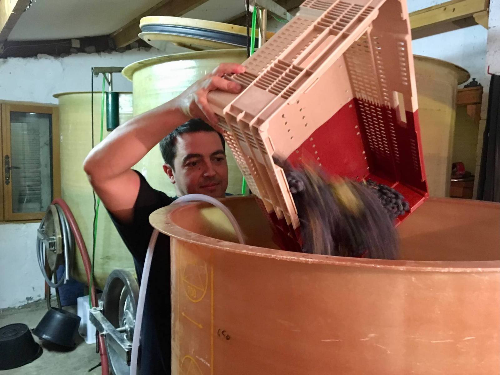 Remplissage de la cuve fibre avec la vendange 2018