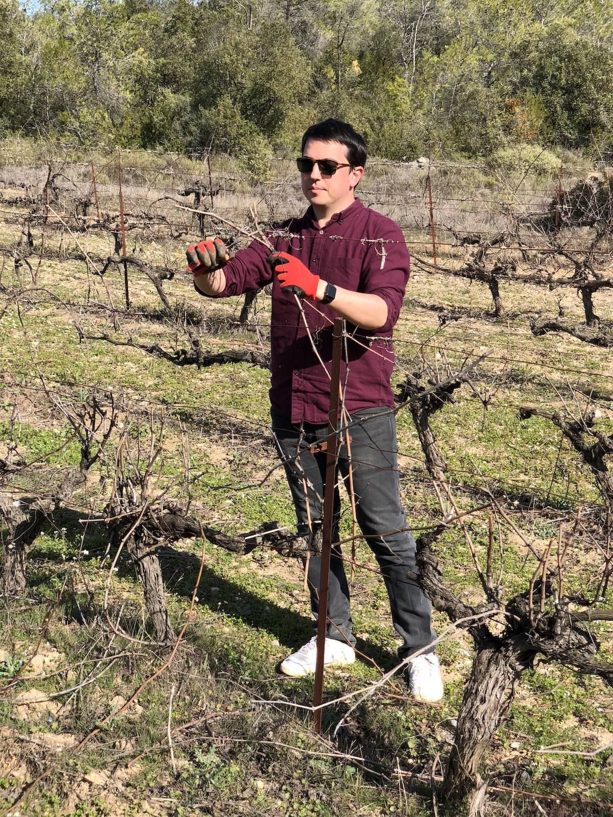 Taille de la vigne au domaine Inebriati, hiver 2018
