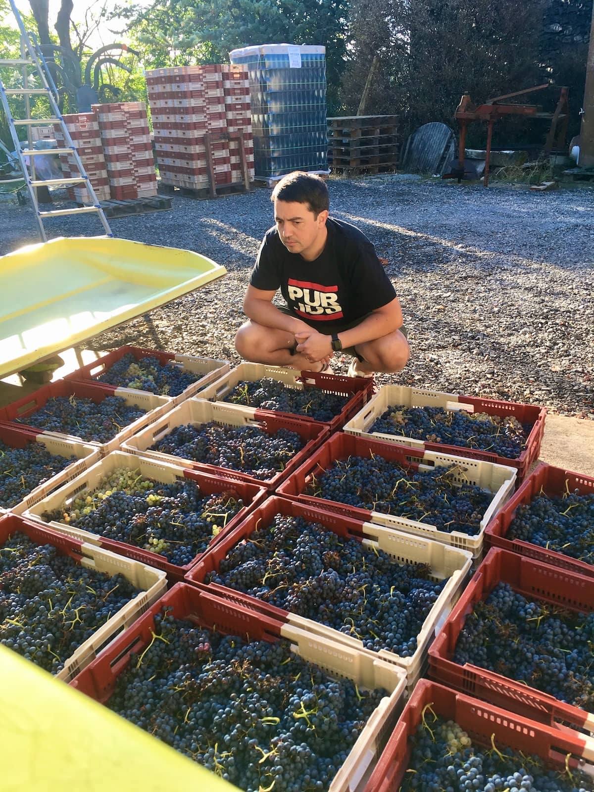 Tri du raisin pour la cuvée Wino x Inebriati