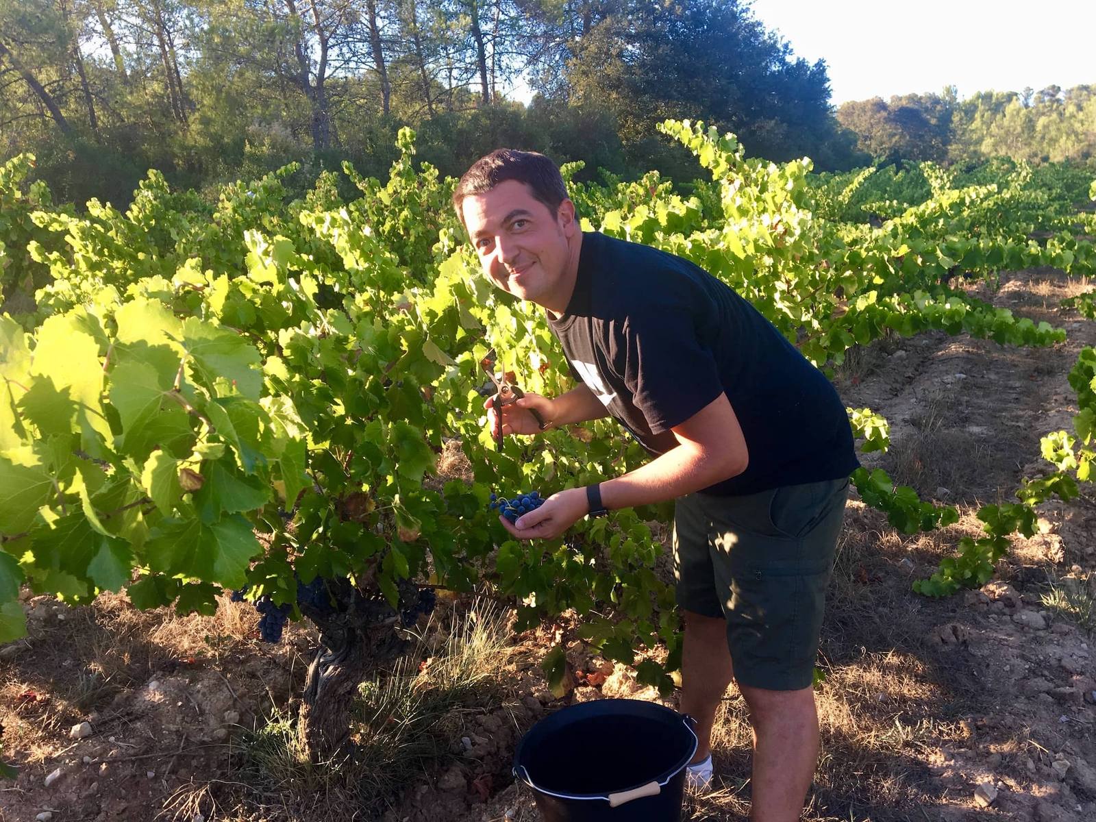 Vendanges de la cuvée Wino x Inebriati au coucher du soleil