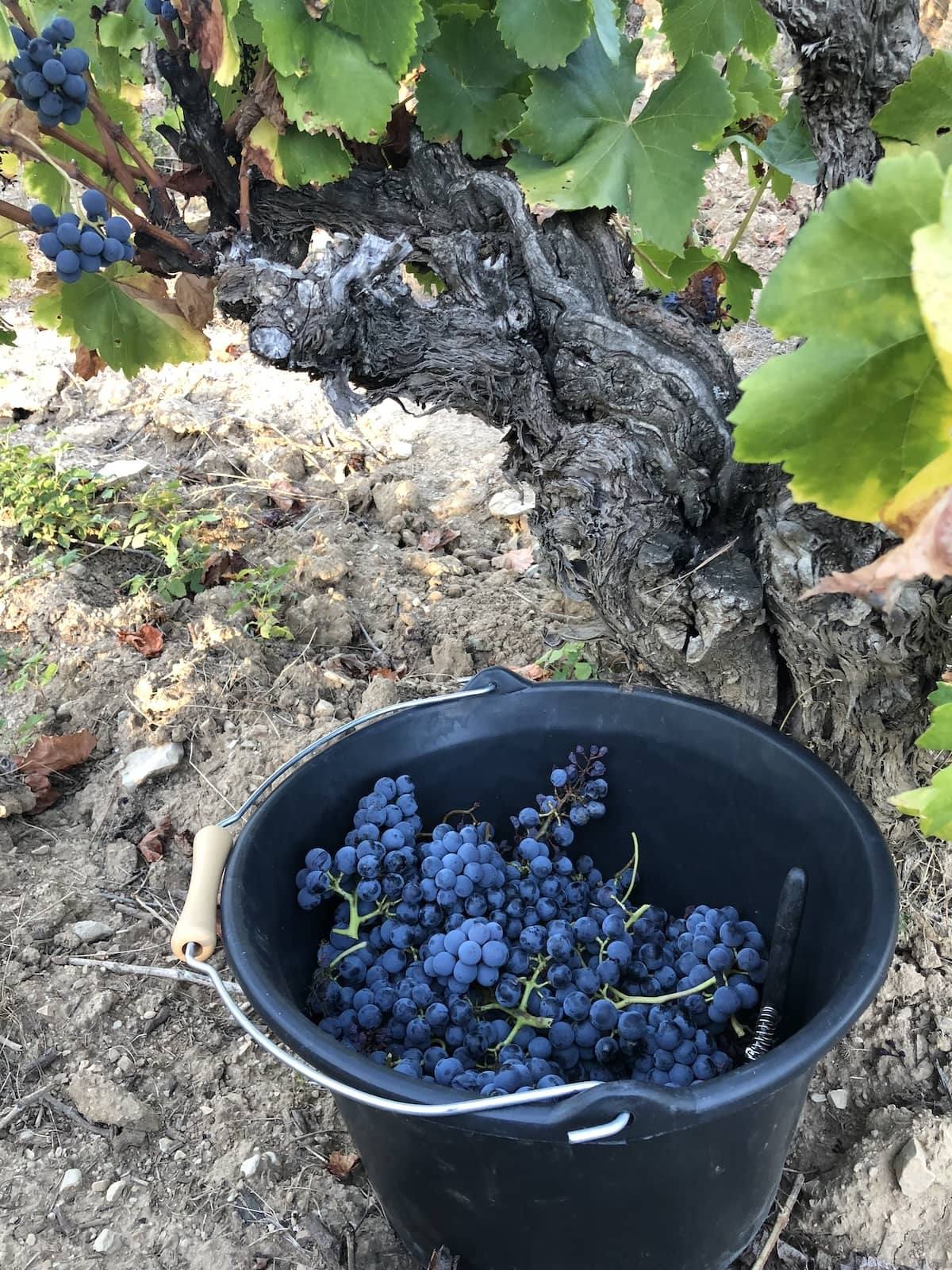Seau de raisin pendant les vendanges de la parcelle New York