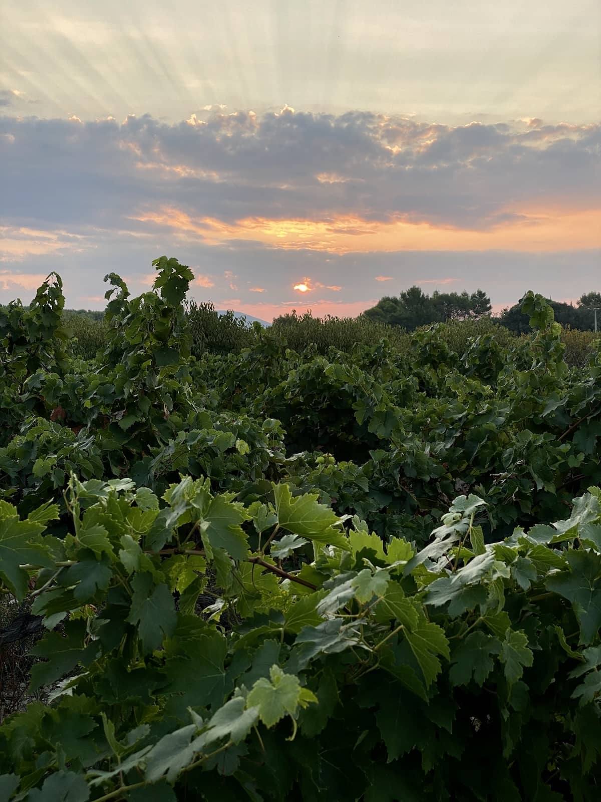 Les vignes des Maoù au coucher du soleil