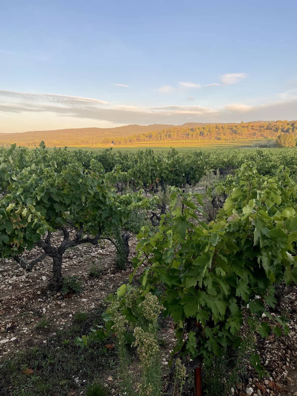 Le vignoble des Maoù dans le Luberon